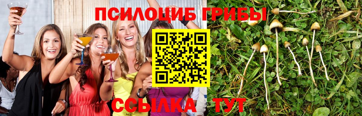 продажа наркотиков  Вход с VPN  Чапаевск  Галлюциногенные грибы Psilocybe  Псилоцибиновые грибы прущие грибы 